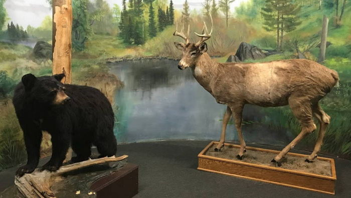 Call of the Wild - 2022 Photos (newer photo)